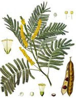 Le symbole de acacia dans un rêve