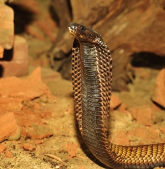 Que signifie rêver de cobra ?