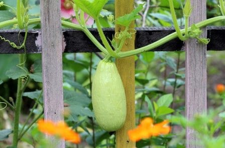 Rêver de courgettes signification exacte