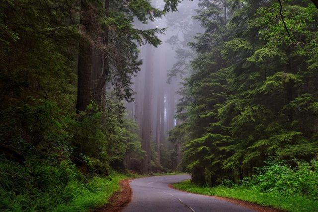 Que signifie rêver de forêt ?