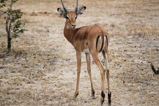 Que signifie rêver de gazelle ?