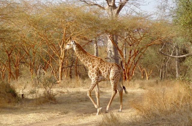 Rêver de girafe et son interprétation: