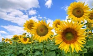 Rêver de tournesol et son interprétation: