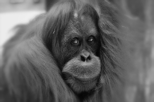 Le rêve d'orang-outan et sa signification: