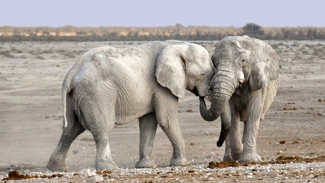 Que signifie un rêve d'éléphant ?