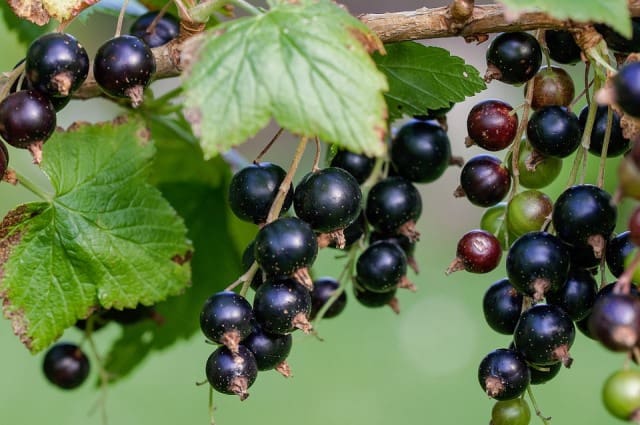 Que signifie un rêve de cassis ?