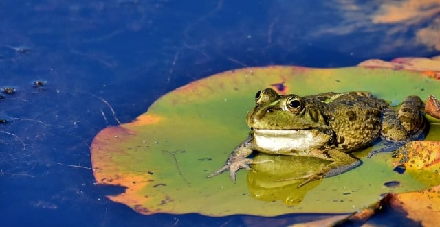 Que signifie un rêve de manger un crapaud ?