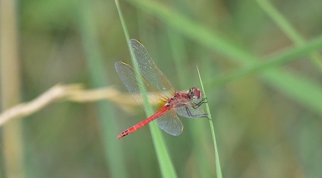 Que signifie rêver d'insectes ?