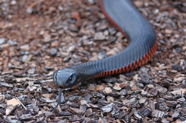 Pourquoi rêver d'être poursuivi par un serpent ?