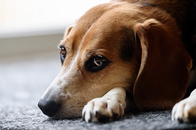 Que signifie rêver de Beagle ?