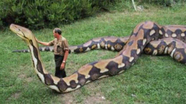 Que signifie rêver d'un serpent géant ?