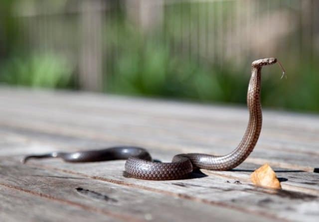 Que signifie rêver de serpent gris ?