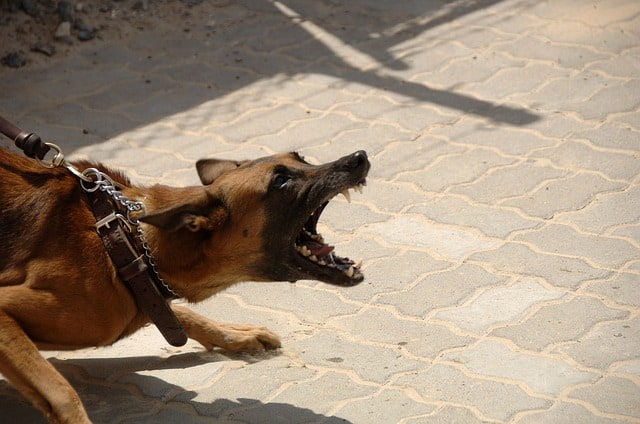 Que signifie rêver d'avoir peur d'un chien ?