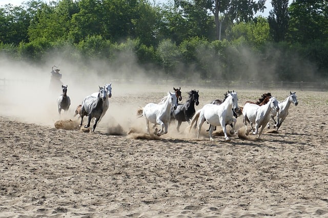 Que signifie rêver de galop ?