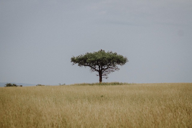 Que signifie rêver de steppe ?