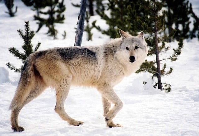 Pourquoi rêver de chien loup ?