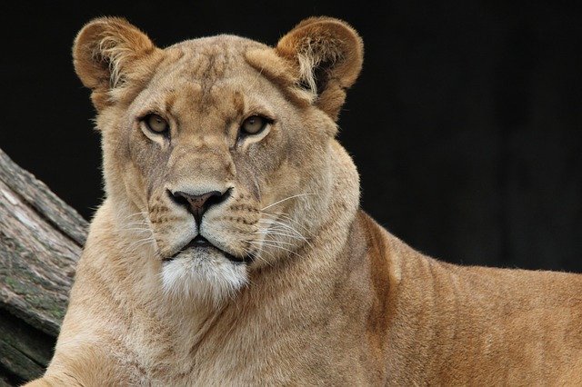 Pourquoi rêver de lionne ?