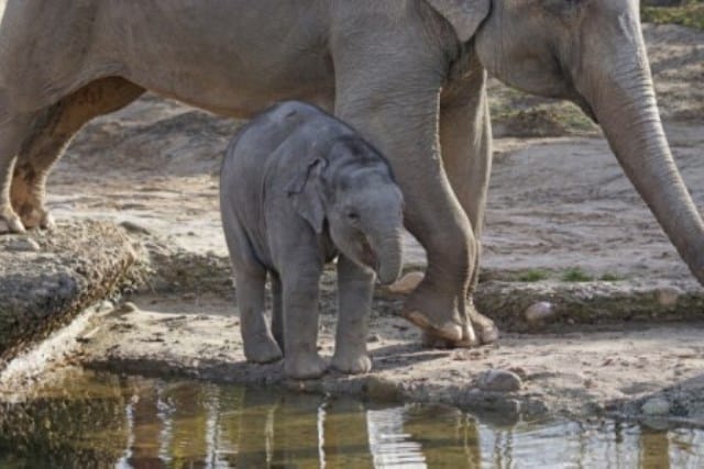 Pourquoi rêver de bébé éléphant ?