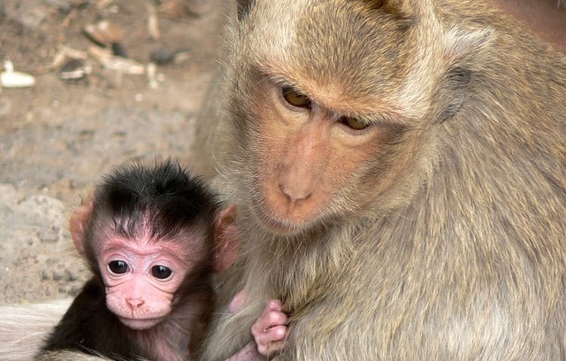 Pourquoi rêver de guenon ?