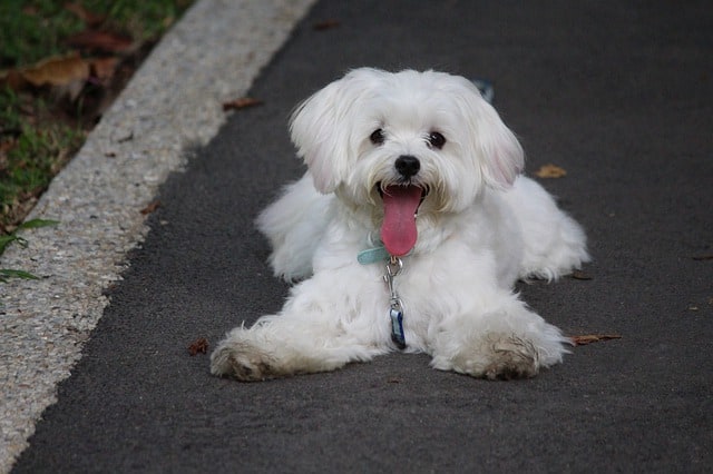 Pourquoi rêver d'avoir un nouveau chien ?