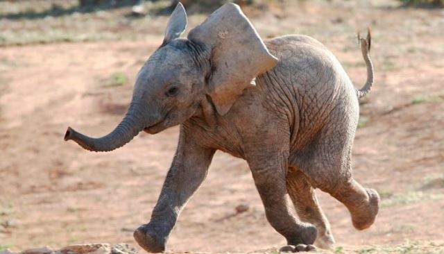 Pourquoi rêver de petit éléphant ?