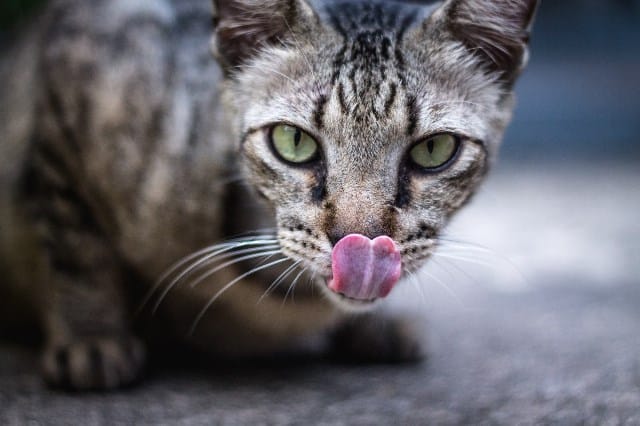 Pourquoi rêver de chat sauvage ?