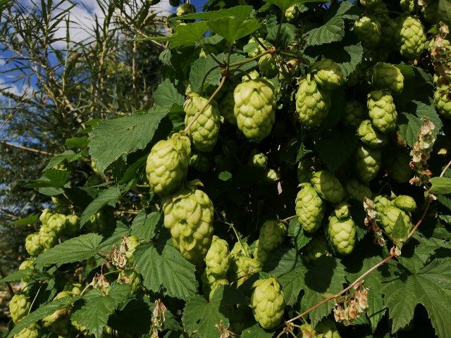 Pourquoi rêver de houblon ?