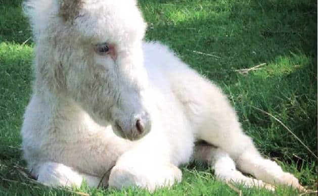 Que signifie un rêve d'âne blanc ?