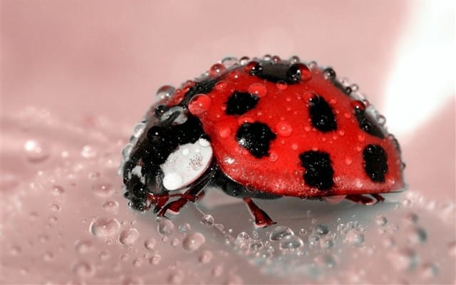 Que signifie rêver de coccinelle ?