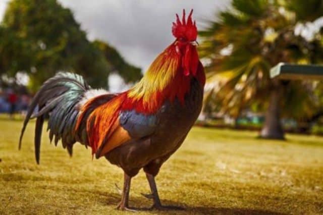 Que signifie rêver de coq ?