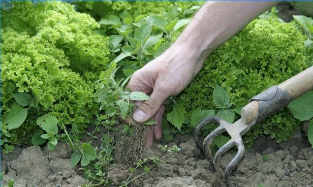 Que signifie rêver de mauvaises herbes ?