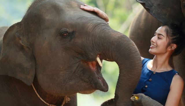 Que signifie rêver de caresser un éléphant ?